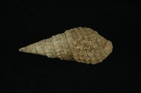 藏品(瘤蜷)的圖片